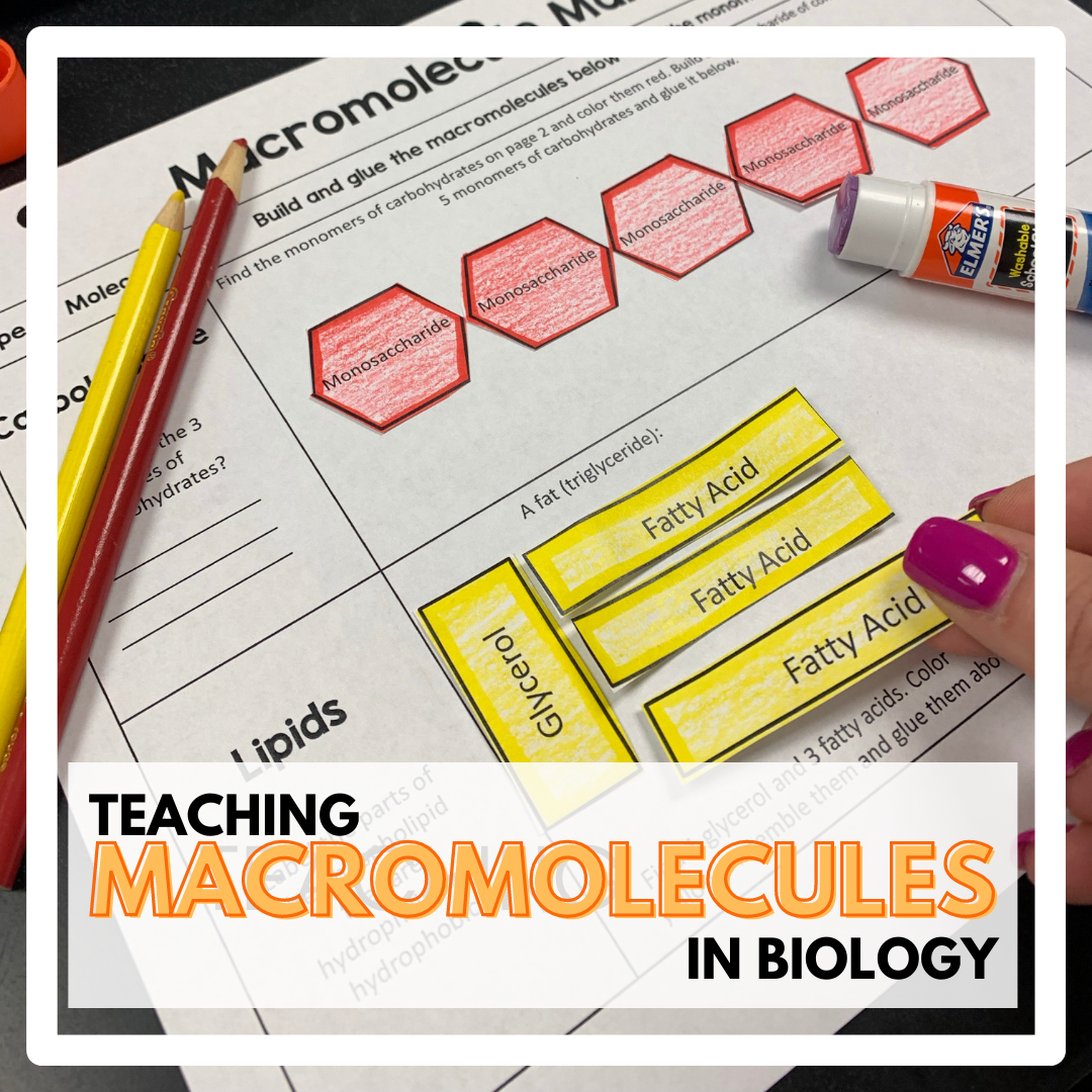 Teaching Macromolecules in Biology ⋆ The Trendy Science Teacher With Building Macromolecules Worksheet Answers