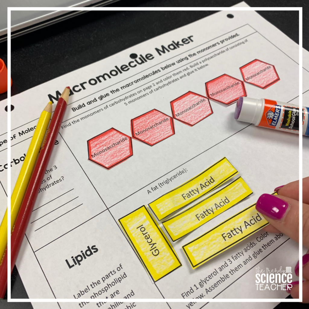 Macromolecules Card Sort - Printable Cards