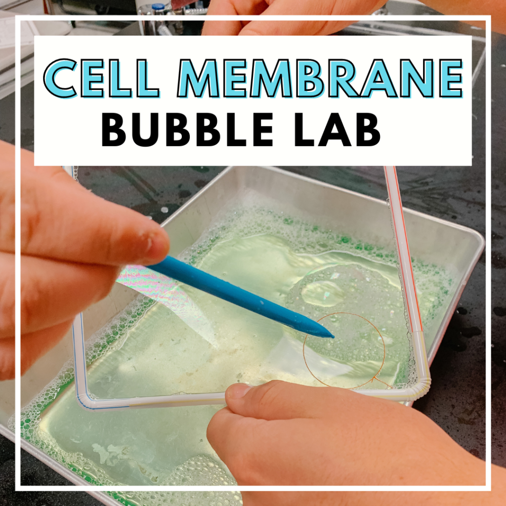 Cell Membrane Bubble Lab